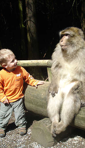 Berberaffe auf dem Affenberg