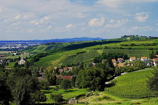 Blick über Auggen und die umliegenden Rebberge