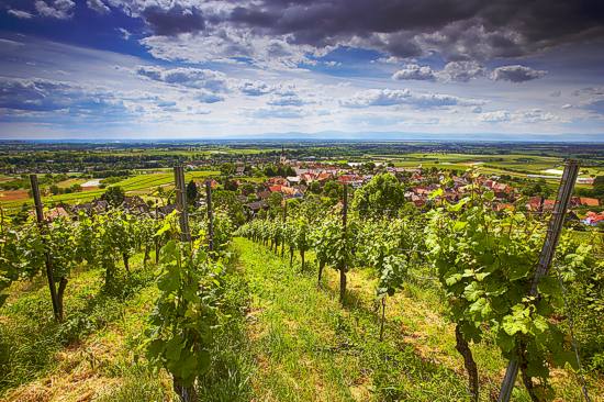 Landschaft im Marfkgrflerland mit Weinbergen und dem Kamm der Vogesen im Hintergrund