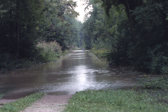 Waldweg im gefluteten Polder Altenheim. Bild: Regierungspräsidium Freiburg, Referat 53.3, H.-M. Staeber. Nutzung des Bilds nur mit schriftlicher Genehmigung des Regierungspräsidiums Freiburg