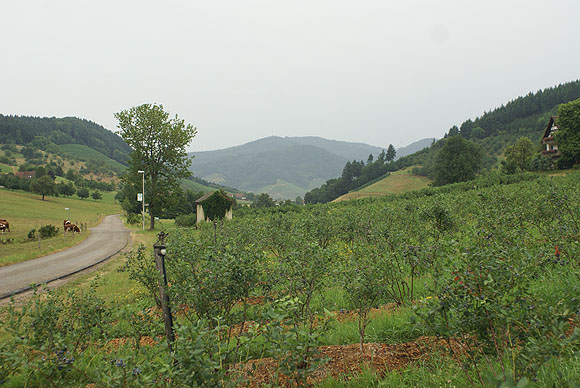 Hesselbachtal (Stadt Oberkirch) - ein sich weit ins geburge hinein ziehendes Schwarzwaldtal. 