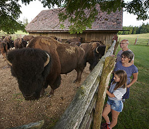 Auf der Bodanrück-Runde passiert man die Bisonweiden der benachbarten Bisonstube Bodenwald. 