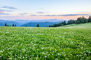 Bärwurzwiese am Feldberg