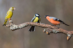 Grünfink, Dompfaff, Kohlmeise (© Sebastian Schröder-Esch)