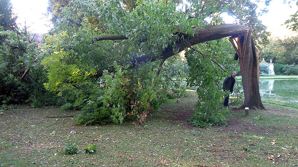 Sturmschaden im Schwetzinger Schlossgarten. Foto: Sandra Moritz, Schlossverwaltung Schwetzingen