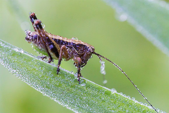 Eine Larve der Gemeinen Strauchschrecke (Pholidoptera griseoaptera) (© Sebastian Schröder-Esch)