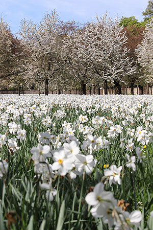 Ein Geheimtipp: Wenn die rosa Kirschen verblüht sind, erblühen die weißen (echten) Kirschen