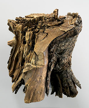 Baumstumpf mit Bearbeitungsspuren, der neben zwei weiteren Bäumen zur Datierung verwendet wurde © Margot Kuitems 2018