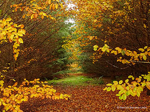 Blick durch eine Schneise mit verschiedenartigen Bäumen an den Seiten