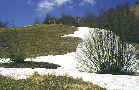 Fotogalerie: zur&uuml;ckweichender Schnee