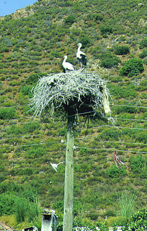 Fotogalerie: Storchennest, westliche T&uuml;rkei